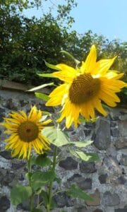 Sunflower12